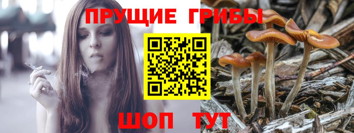 Галлюциногенные грибы мицелий  Вход с VPN  Чехов  Галлюциногенные грибы прущие грибы 